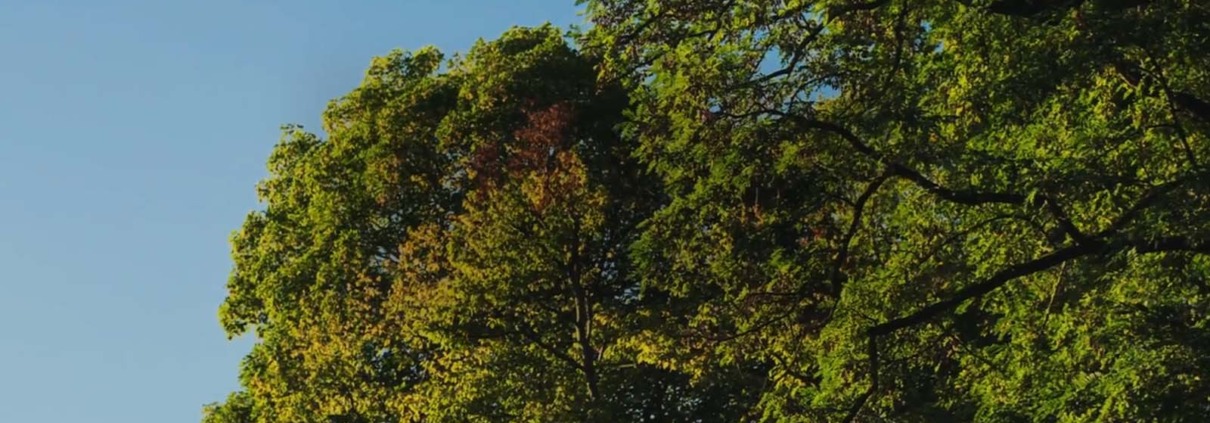 Bäume mit blauem Himmel zum Tag der psychischen Gesundheit