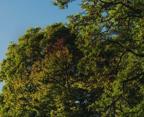 Bäume mit blauem Himmel zum Tag der psychischen Gesundheit