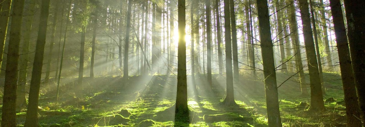 Wald mit Sonnenstrahlen