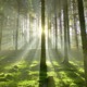Wald mit Sonnenstrahlen
